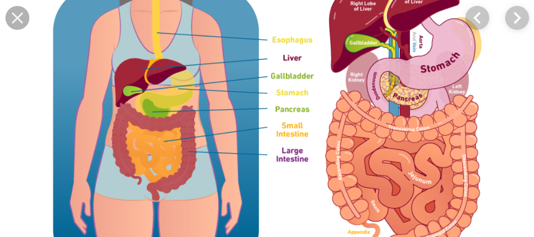Role Of Digestion In Health